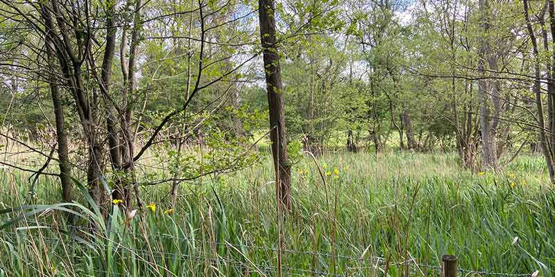 Askham Bog Nature Reserve occupies the site of an ancient lake, left behind by a retreating glacier 15,000 years ago.